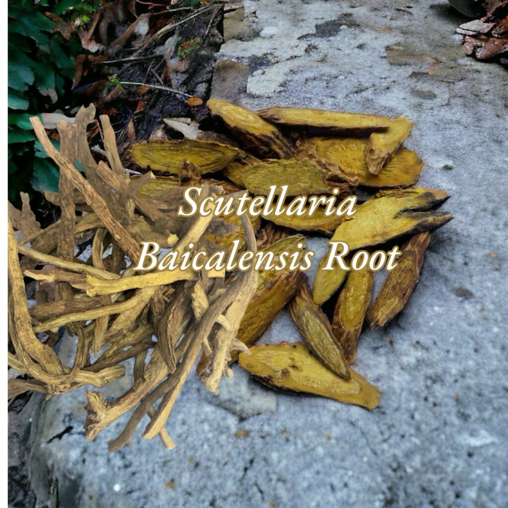 Fresh Scutellaria Baicalensis roots displayed on a surface.